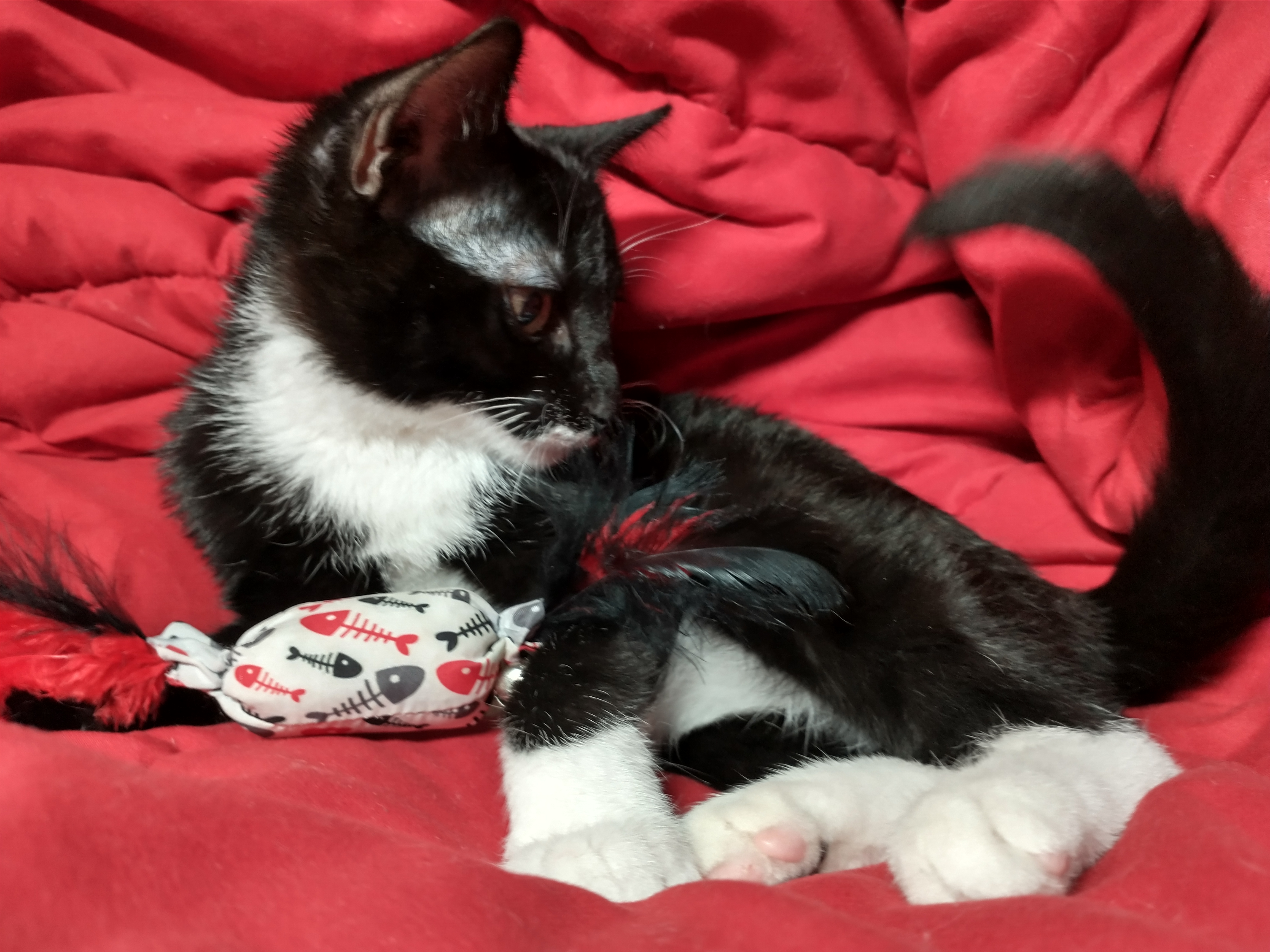 Picture of the Animal Listed