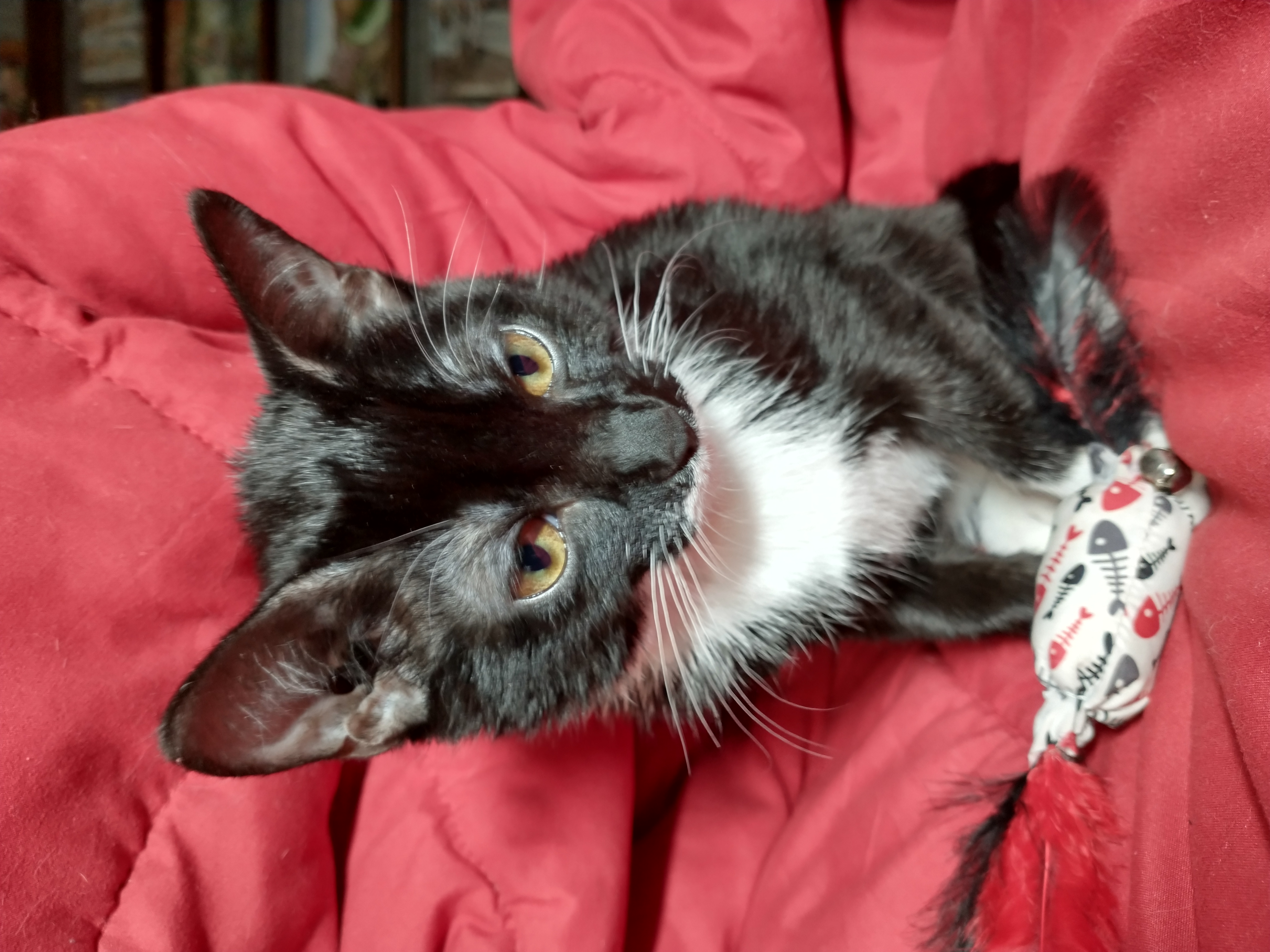 Picture of the Animal Listed