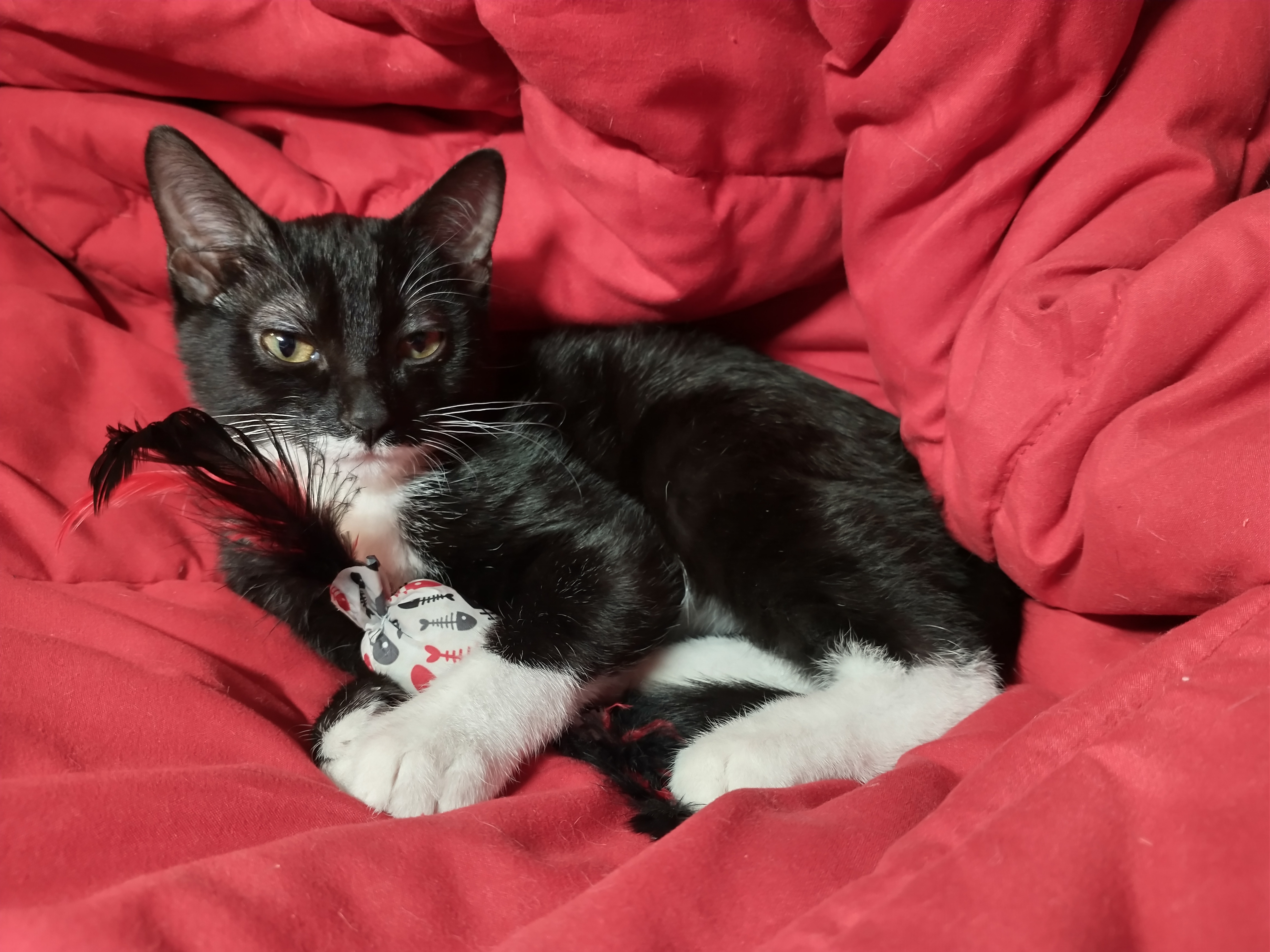 Picture of the Animal Listed