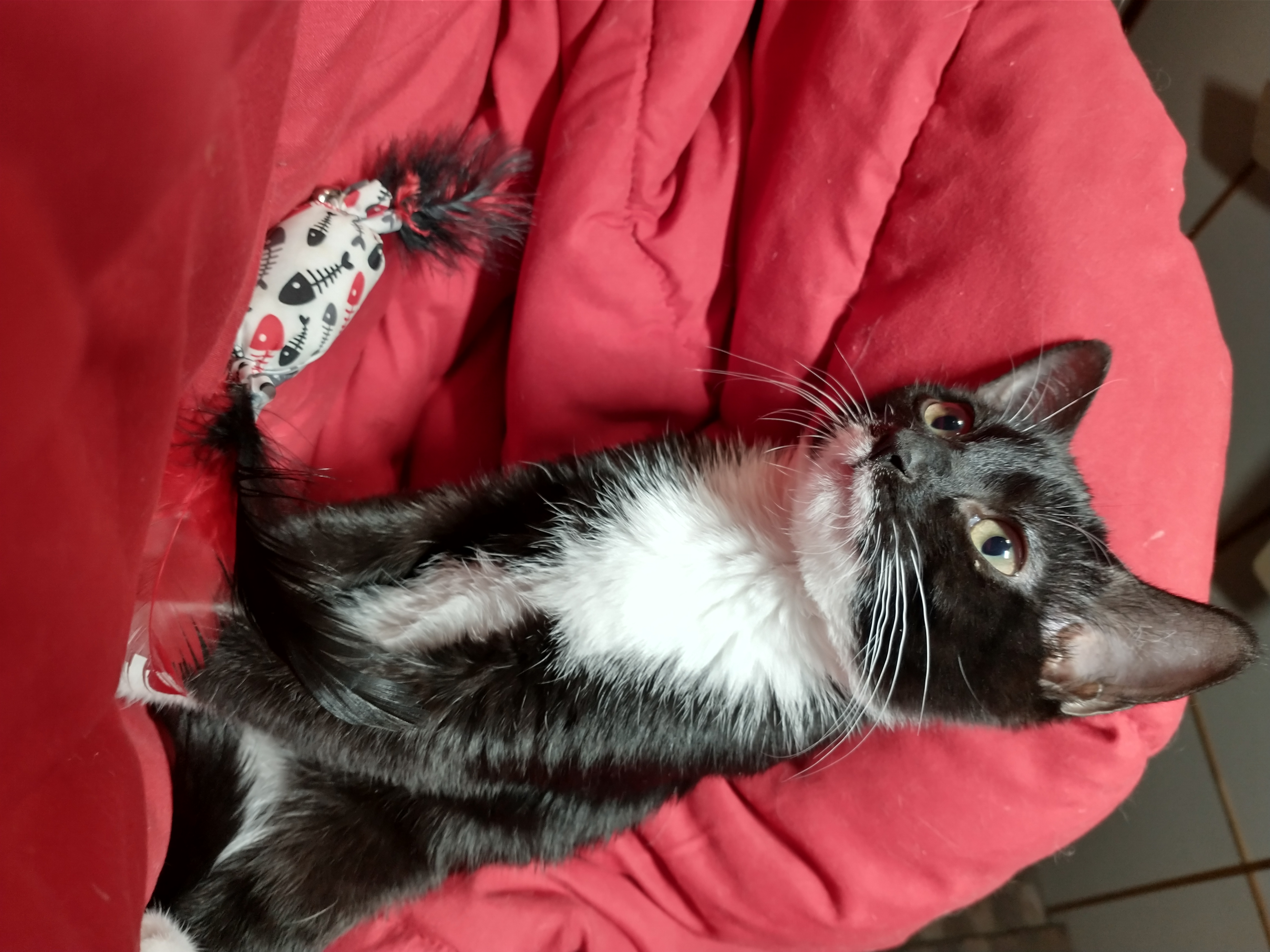 Picture of the Animal Listed