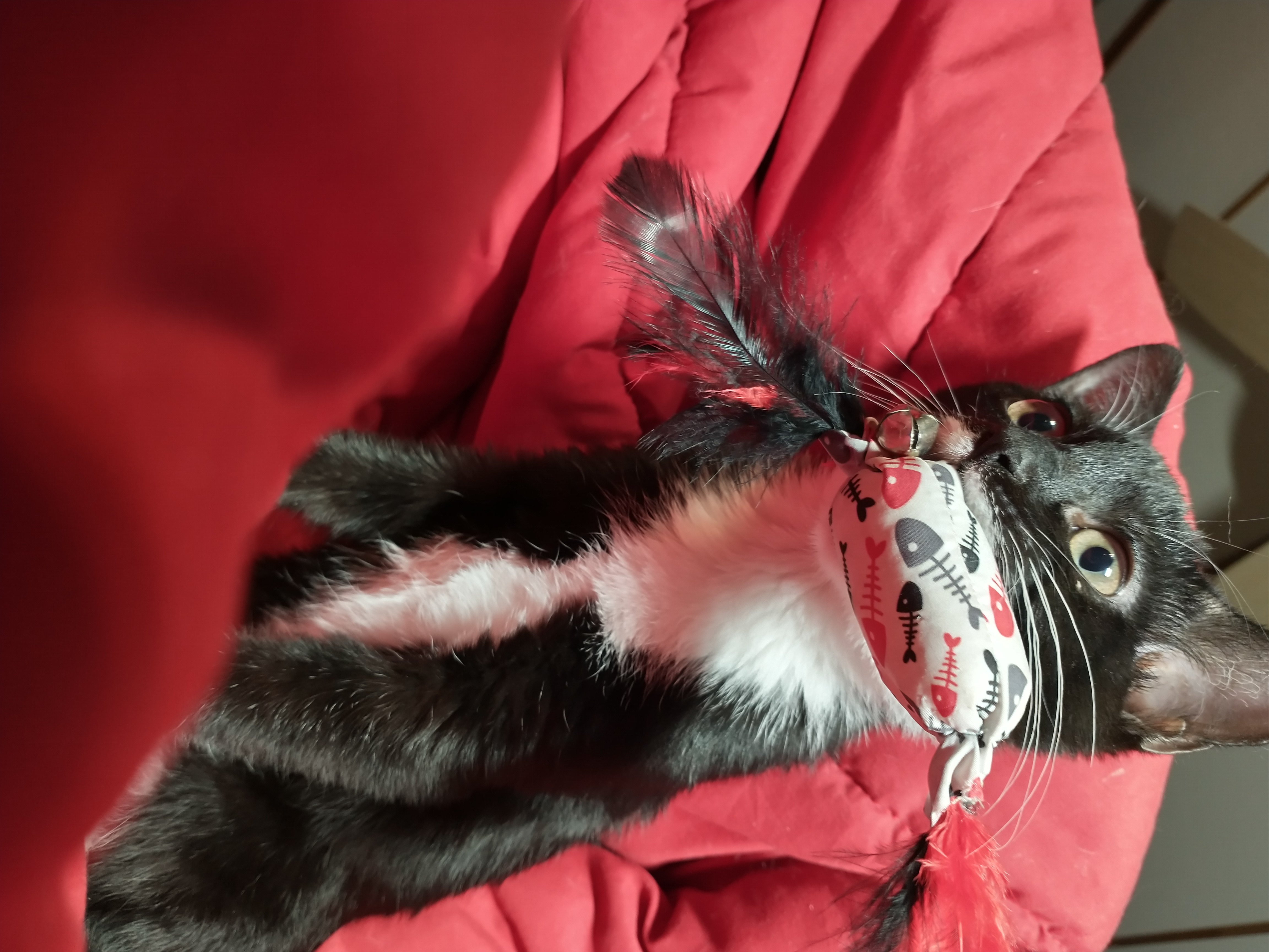 Picture of the Animal Listed