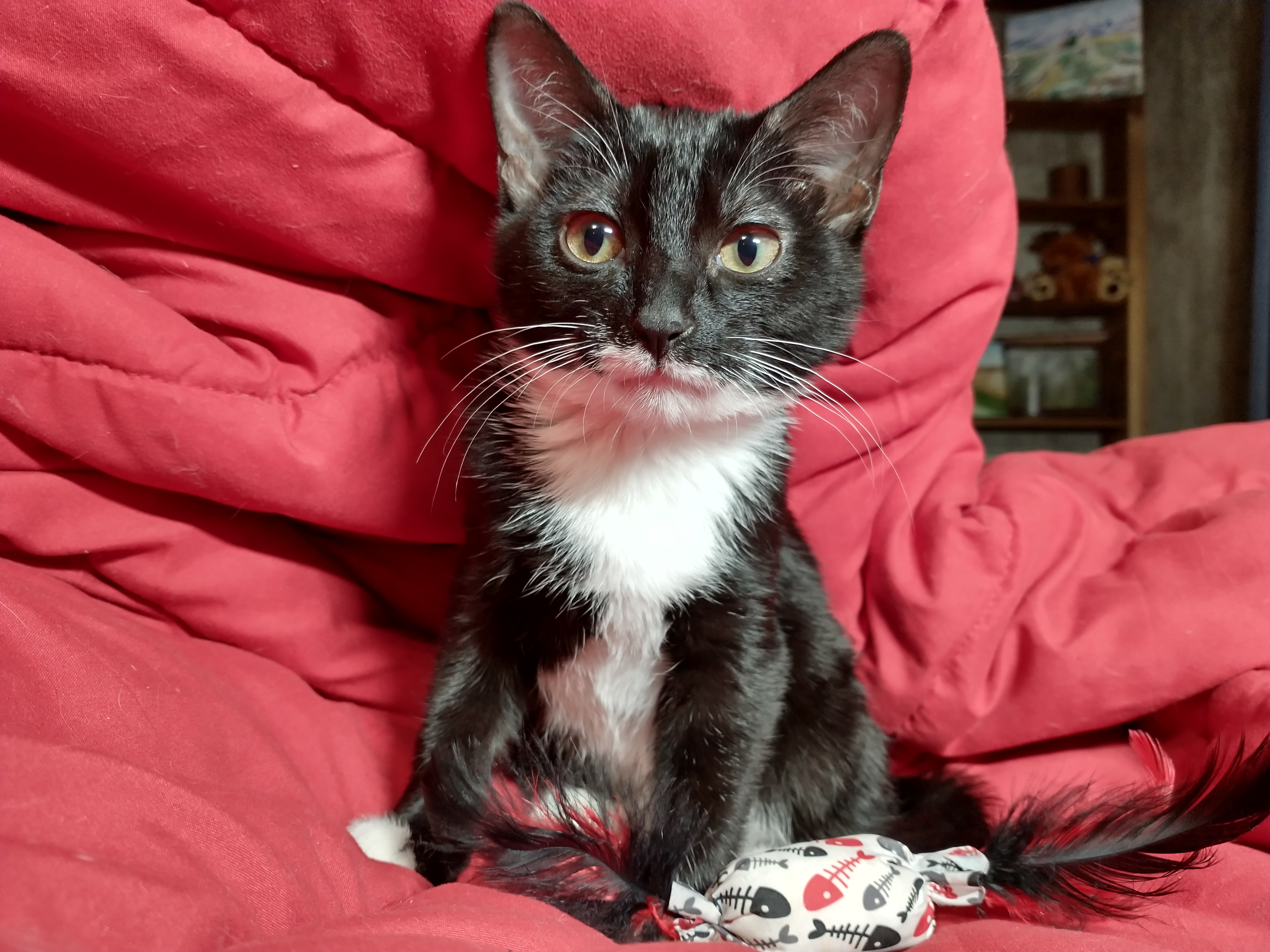 Picture of the Animal Listed