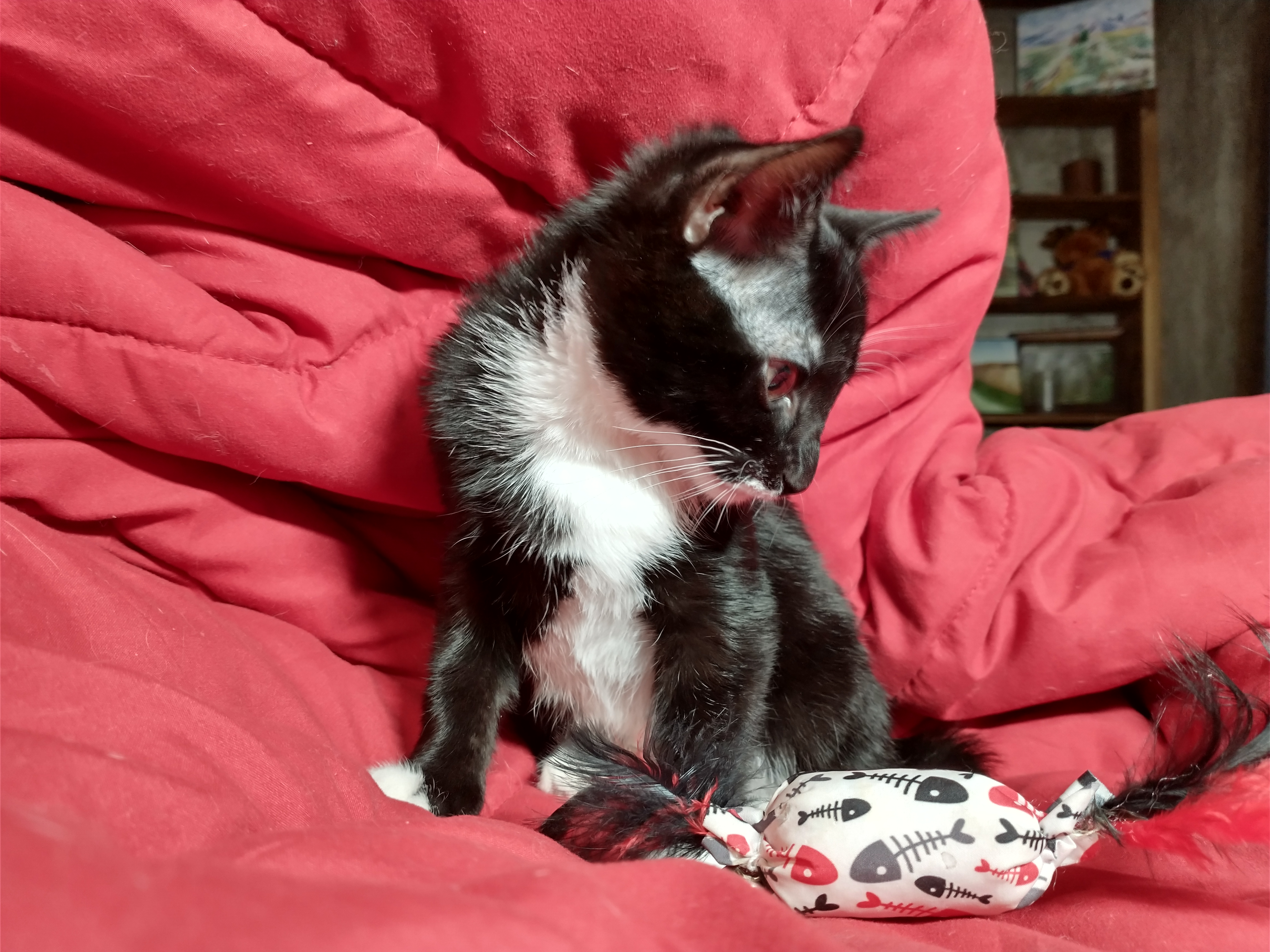 Picture of the Animal Listed