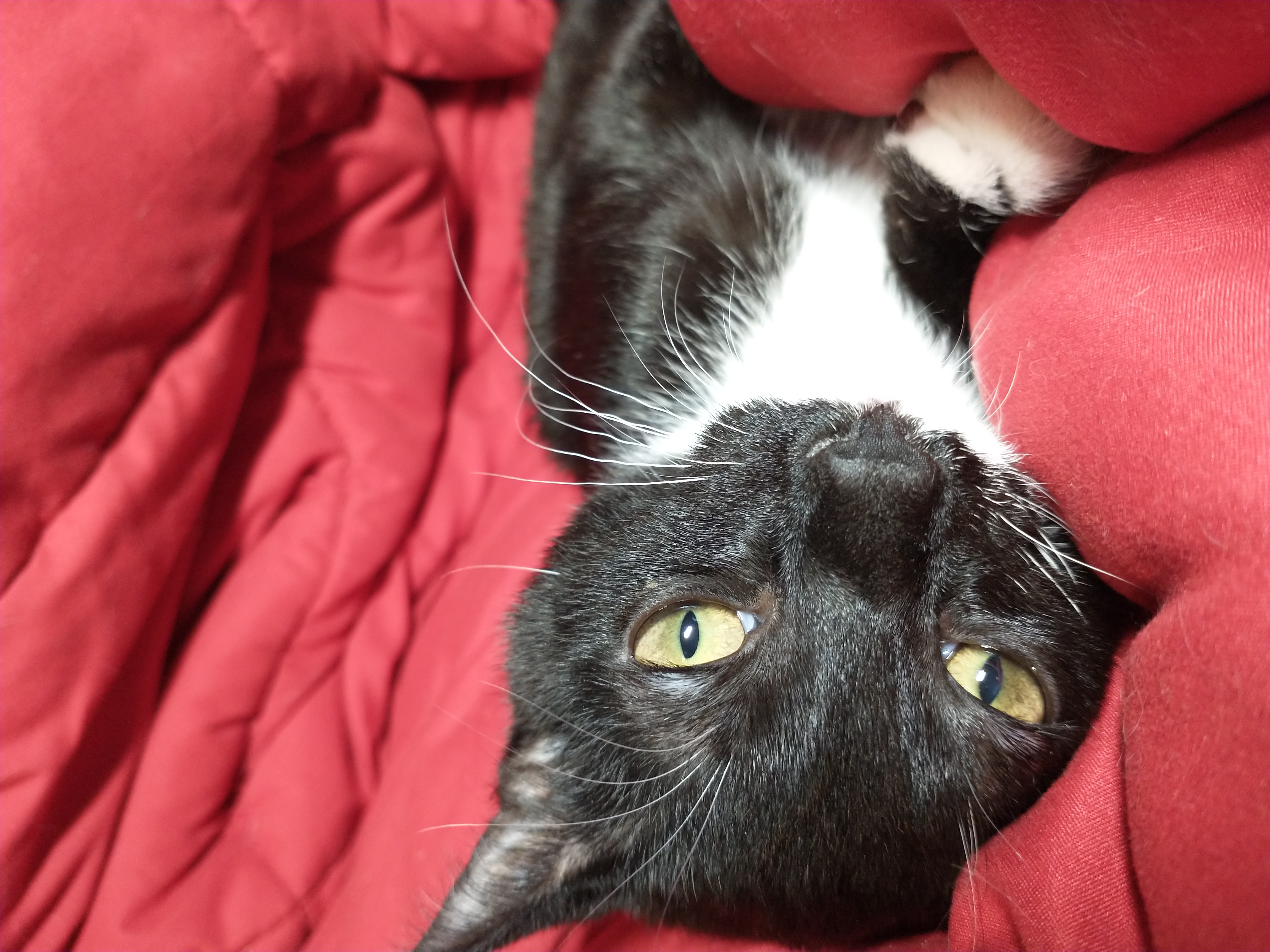 Picture of the Animal Listed