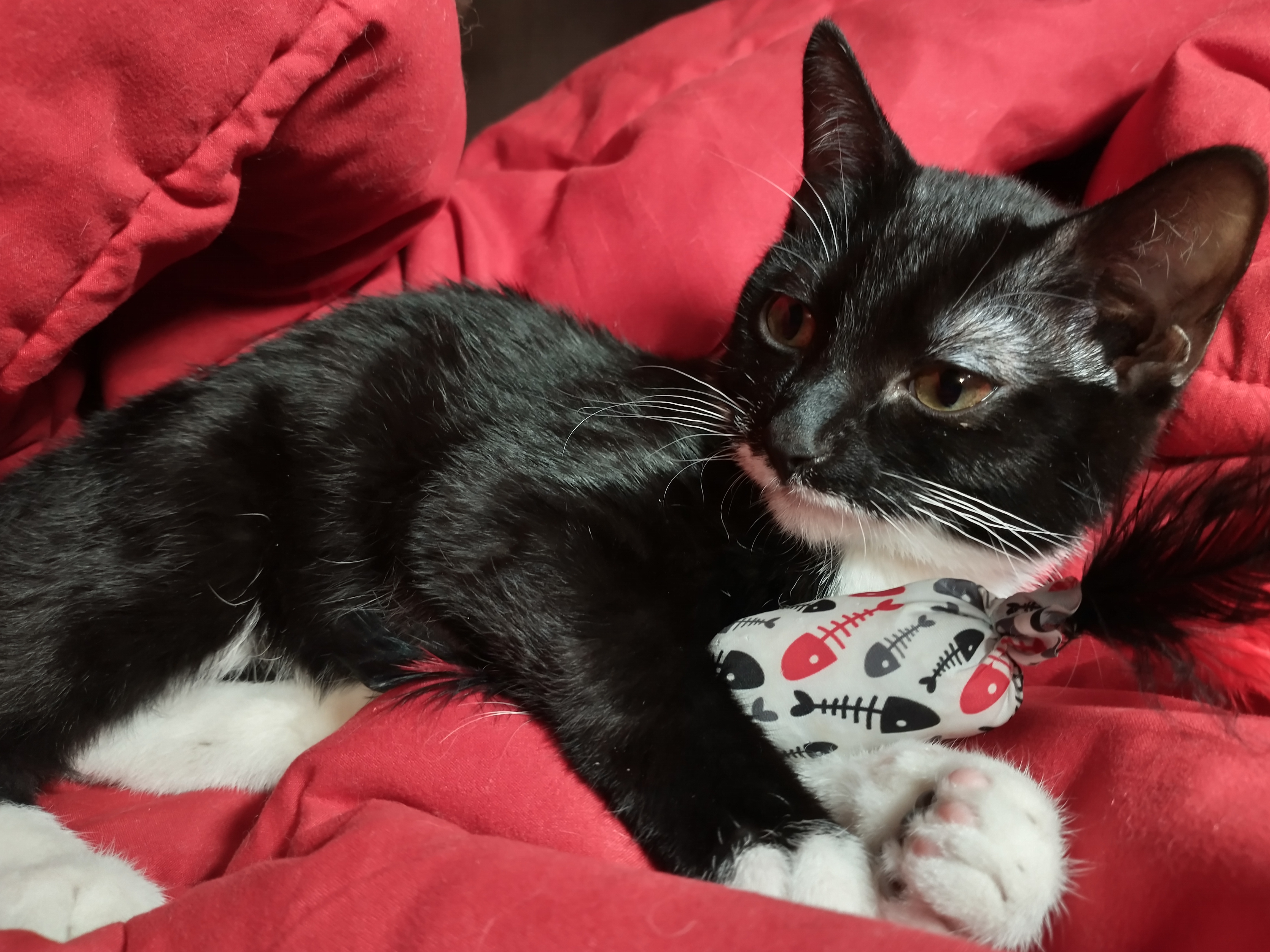 Picture of the Animal Listed