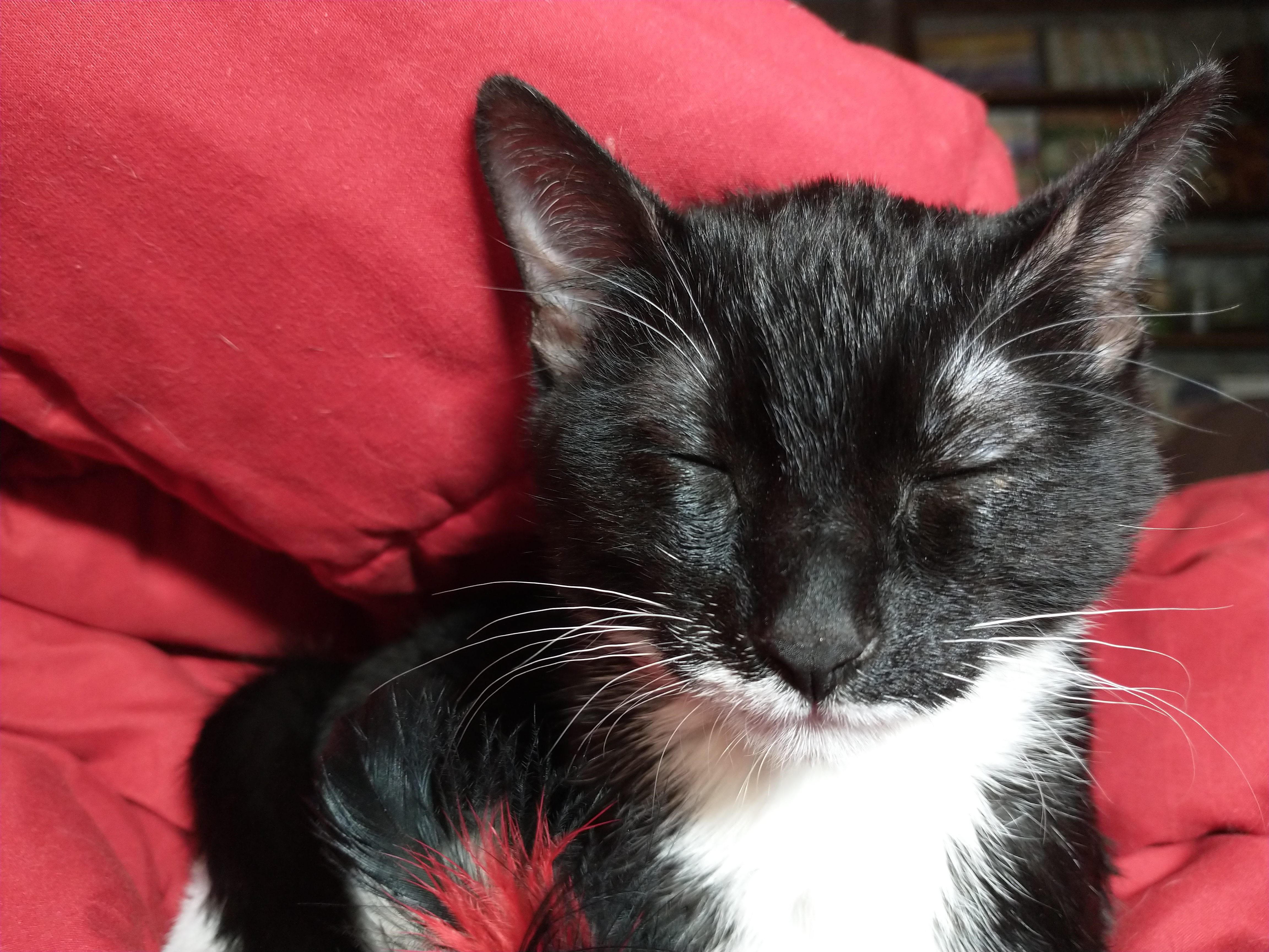 Picture of the Animal Listed