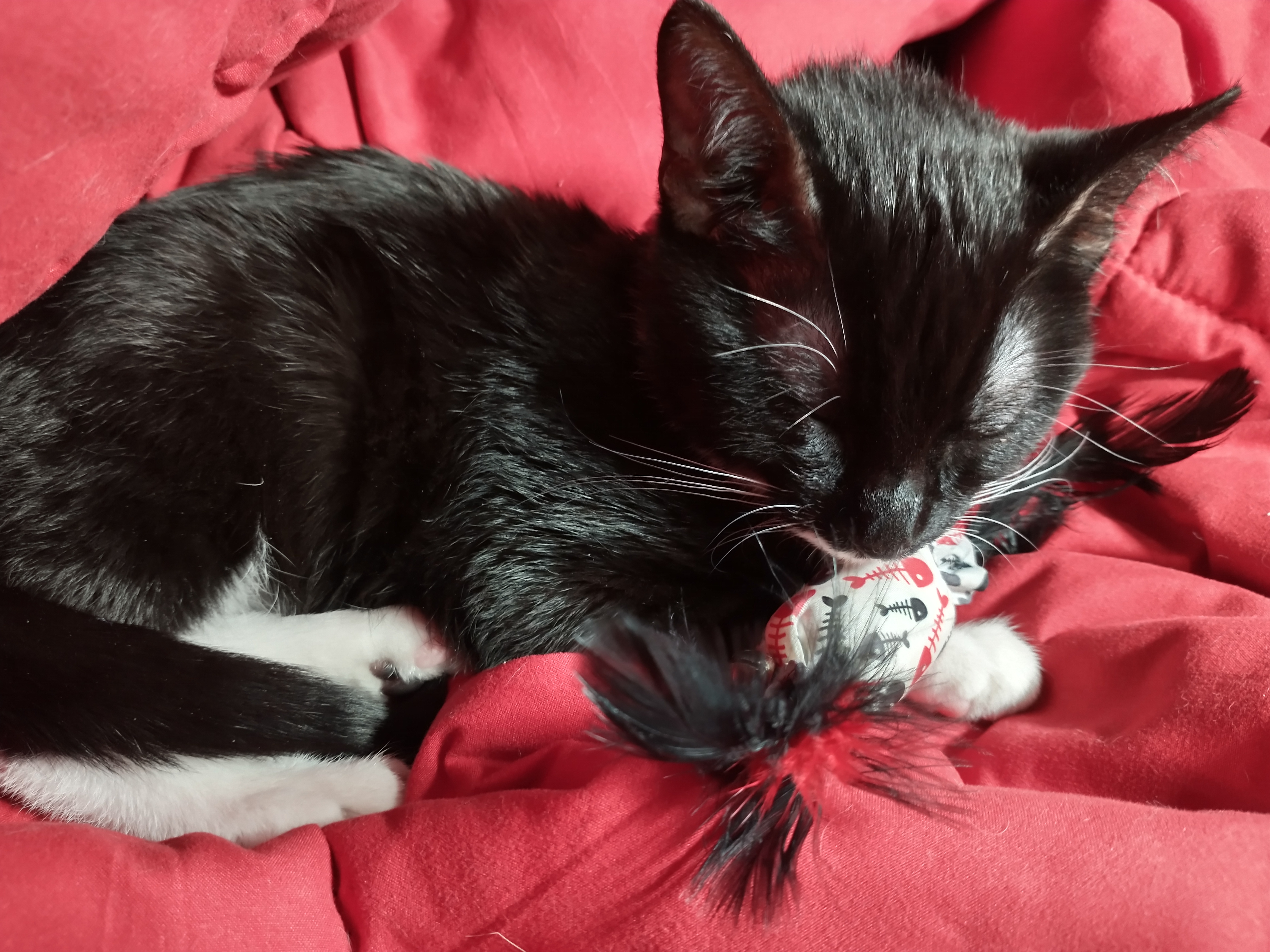 Picture of the Animal Listed