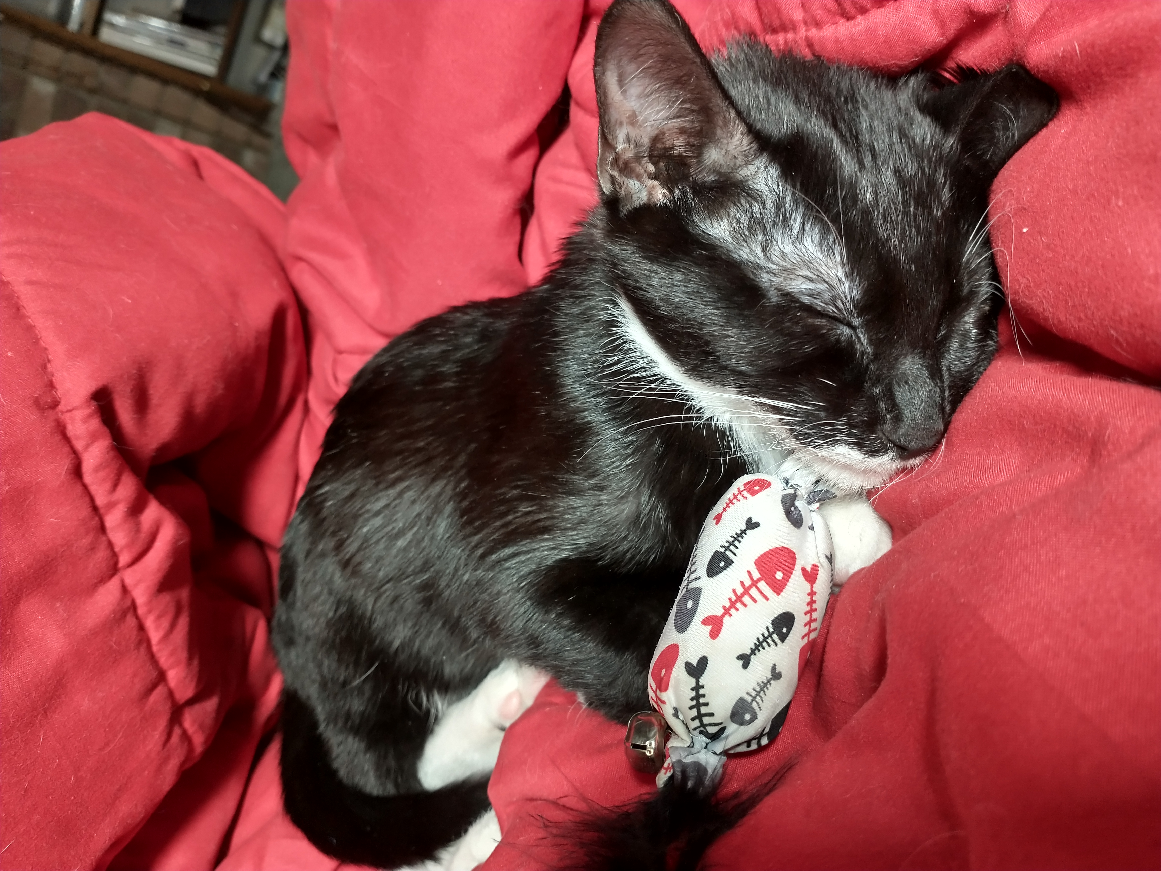 Picture of the Animal Listed