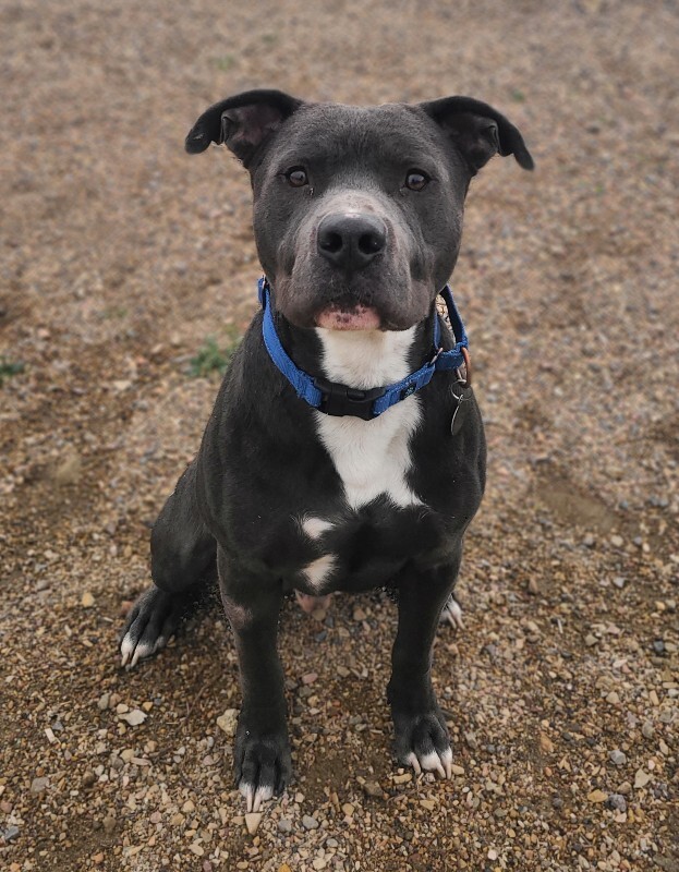 Picture of the Animal Listed