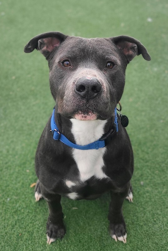 Picture of the Animal Listed