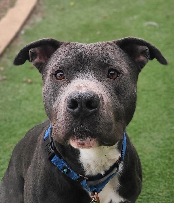 Picture of the Animal Listed