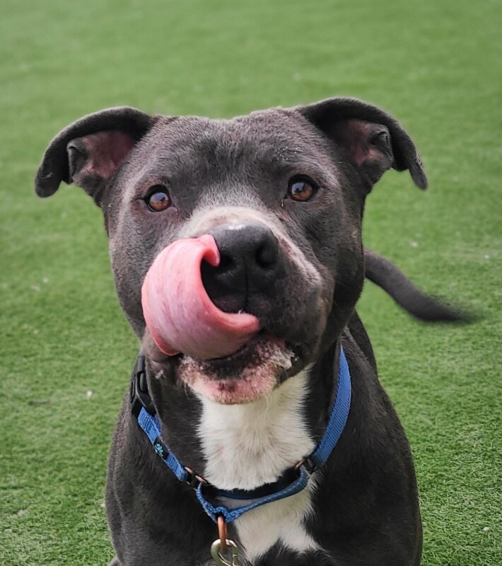 Picture of the Animal Listed