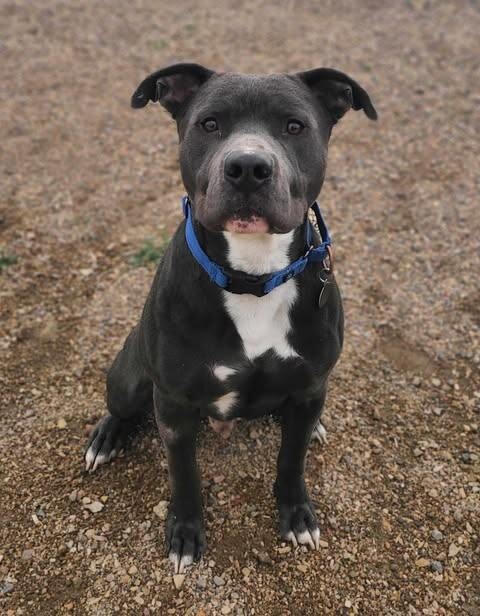 Picture of the Animal Listed