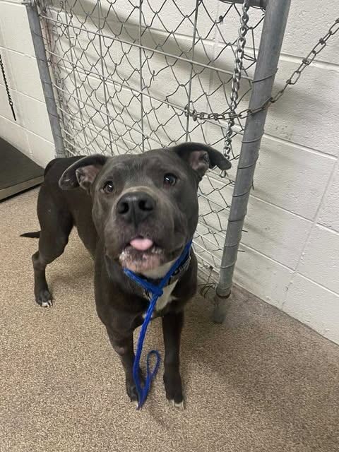 Picture of the Animal Listed