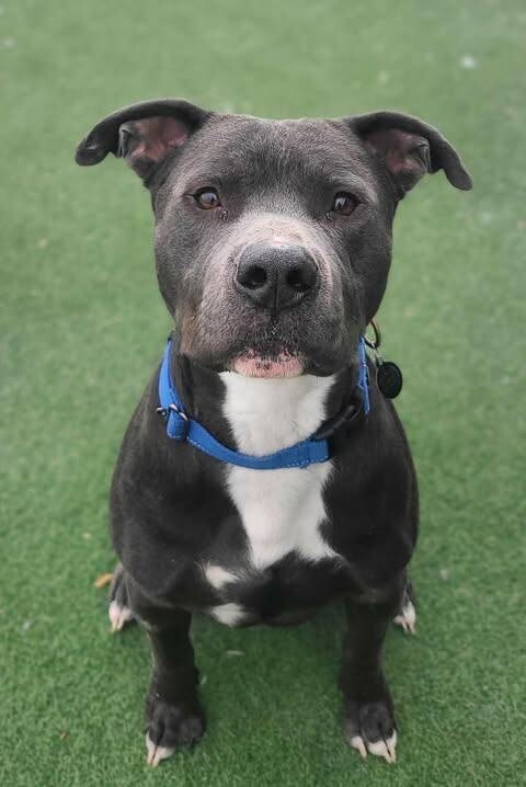 Picture of the Animal Listed