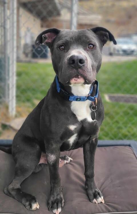 Picture of the Animal Listed