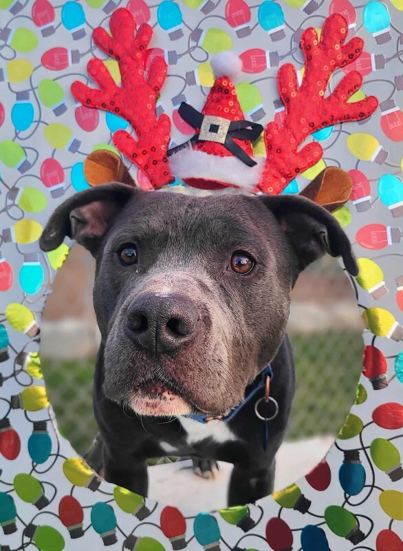 Picture of the Animal Listed