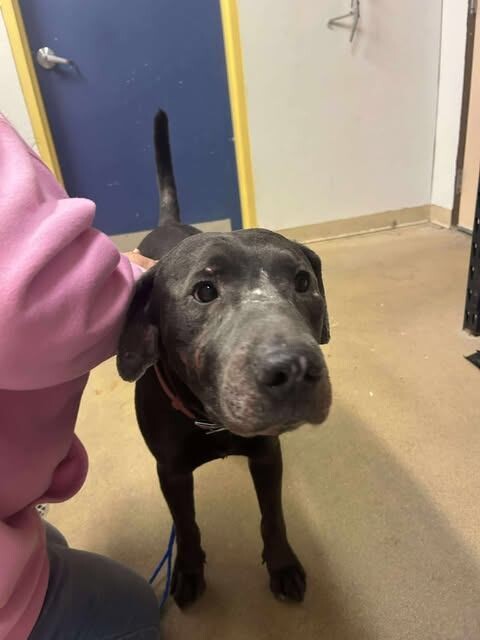 Picture of the Animal Listed