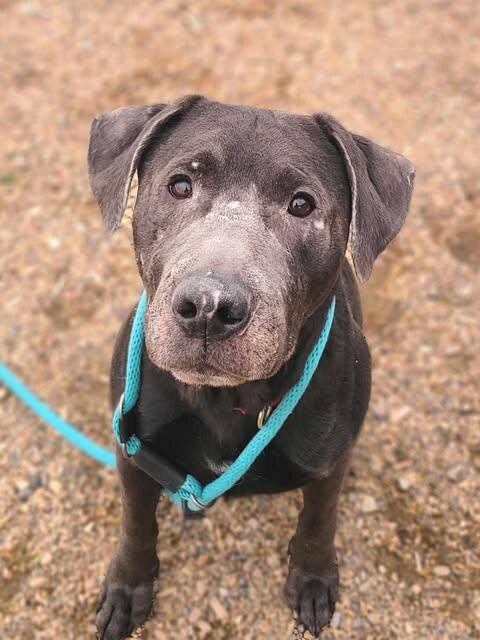 Picture of the Animal Listed