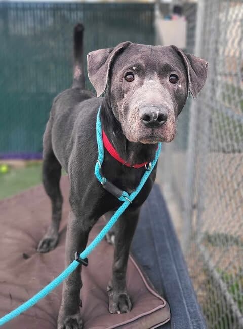 Picture of the Animal Listed