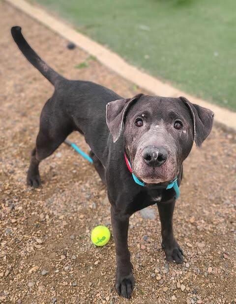 Picture of the Animal Listed