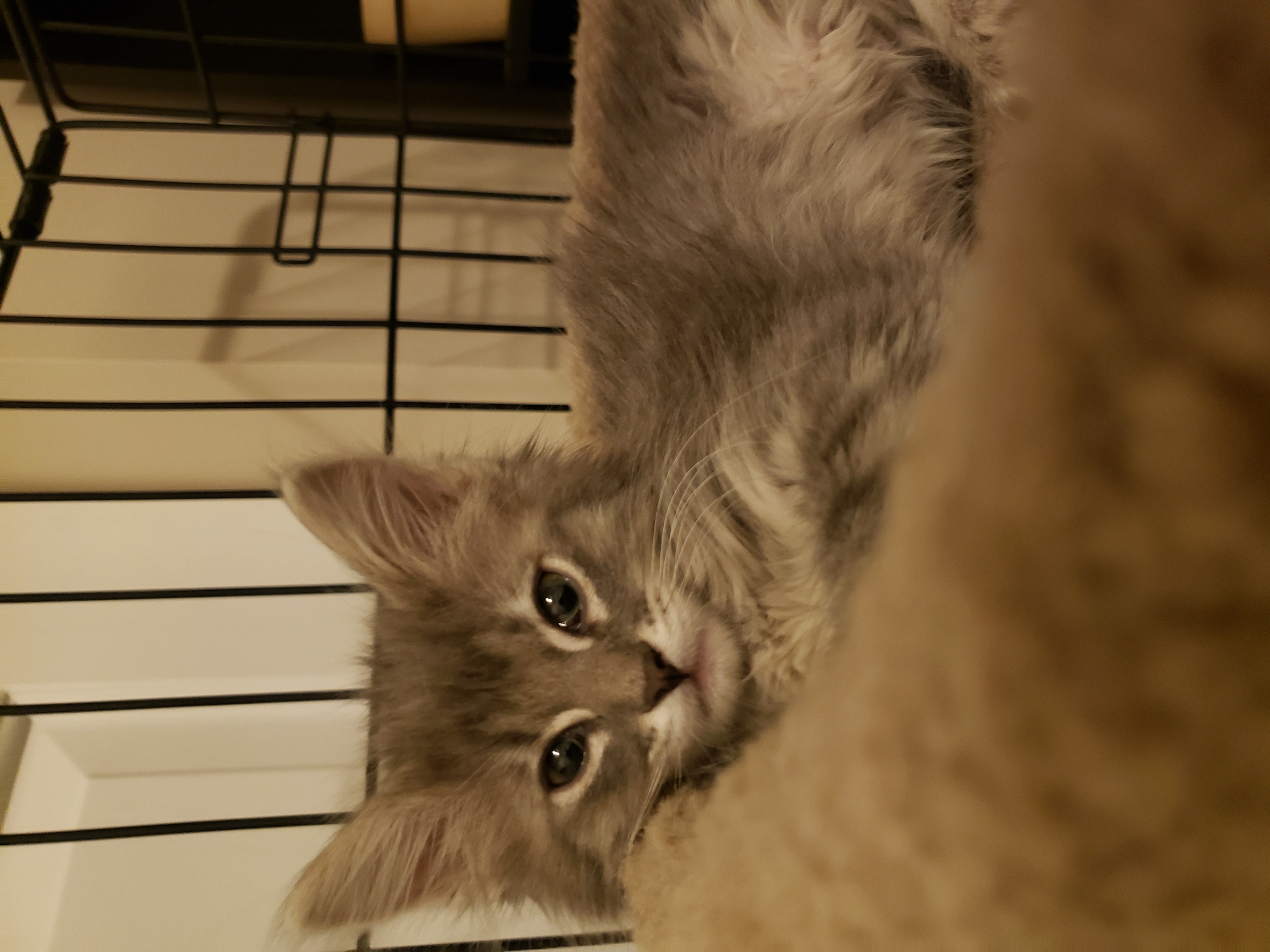 Picture of the Animal Listed