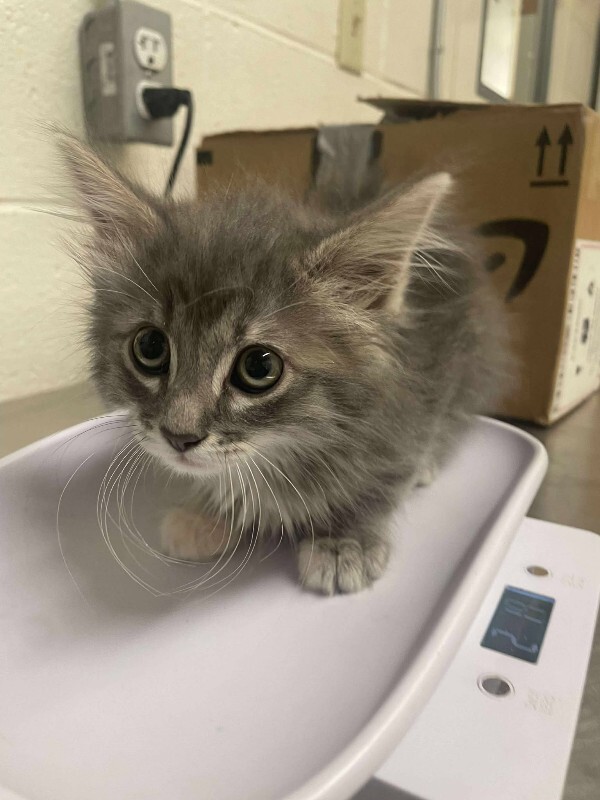 Picture of the Animal Listed