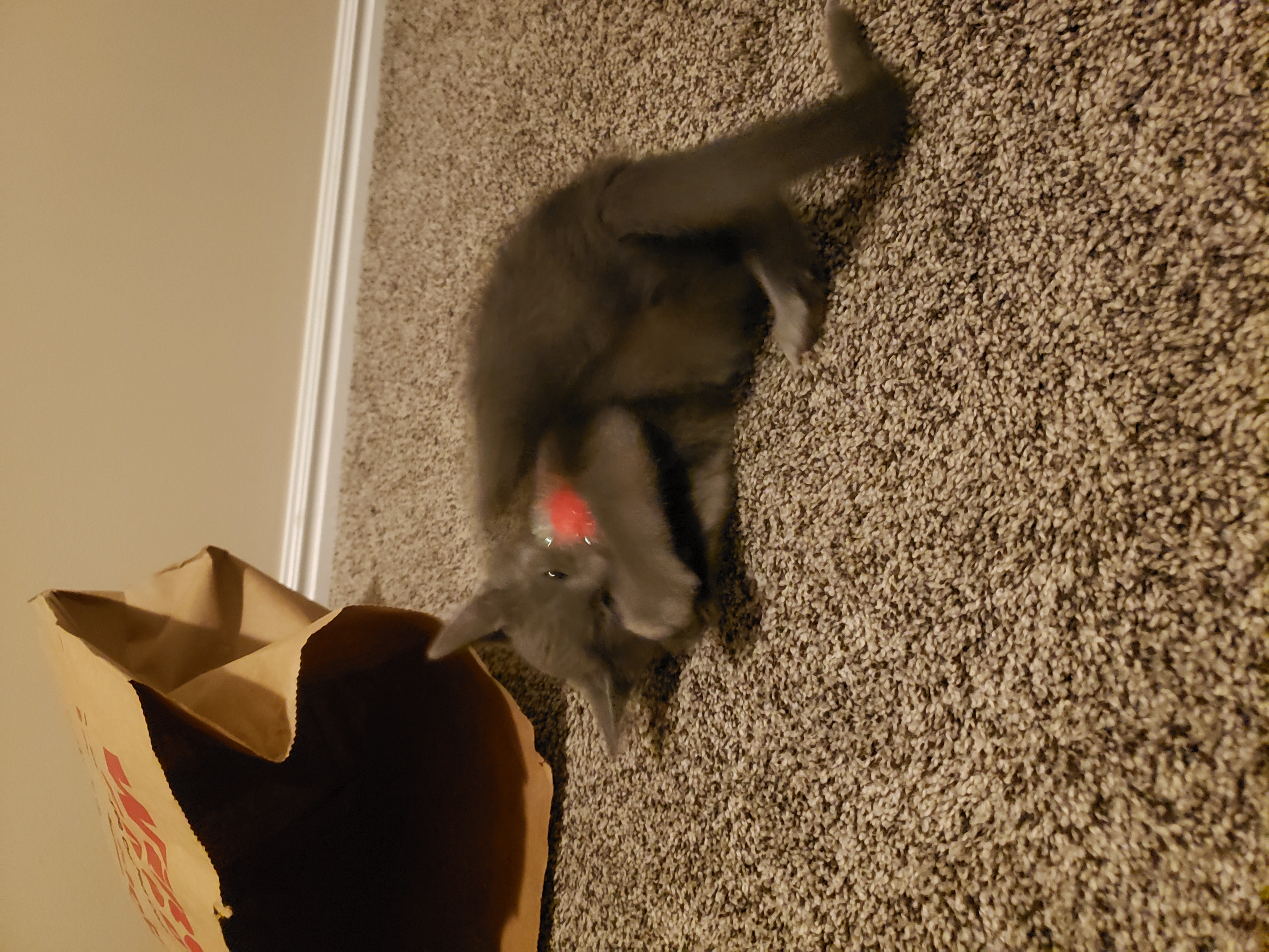 Picture of the Animal Listed