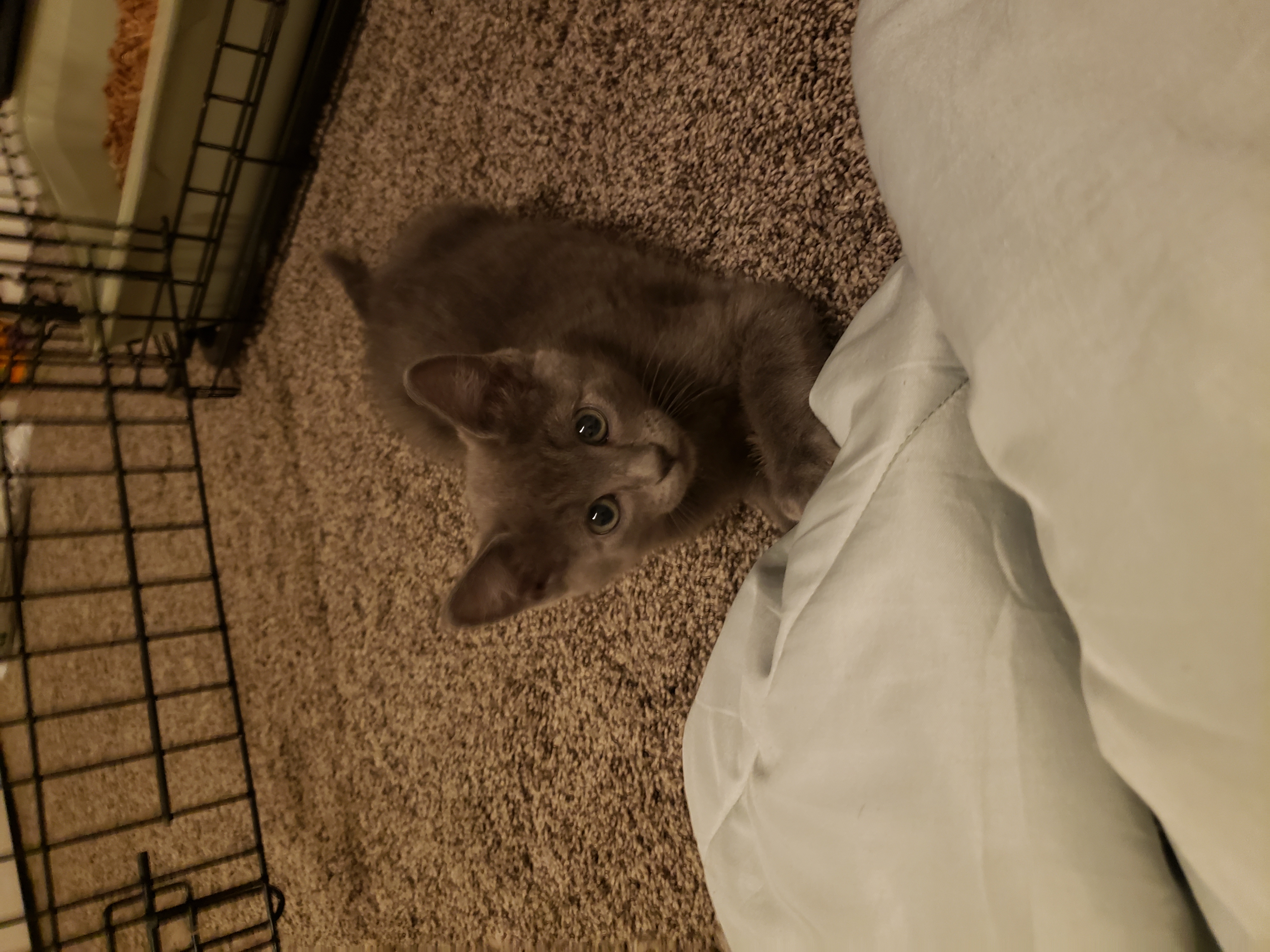 Picture of the Animal Listed