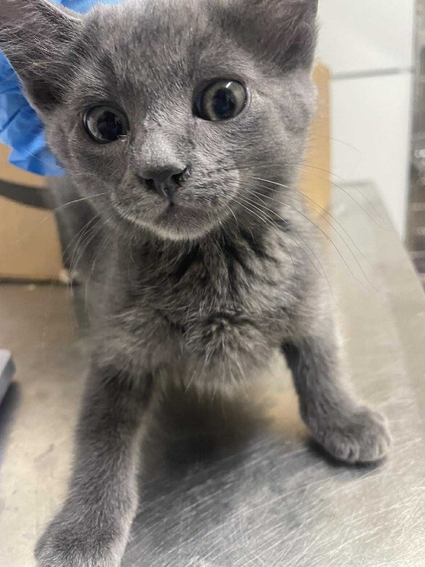 Picture of the Animal Listed