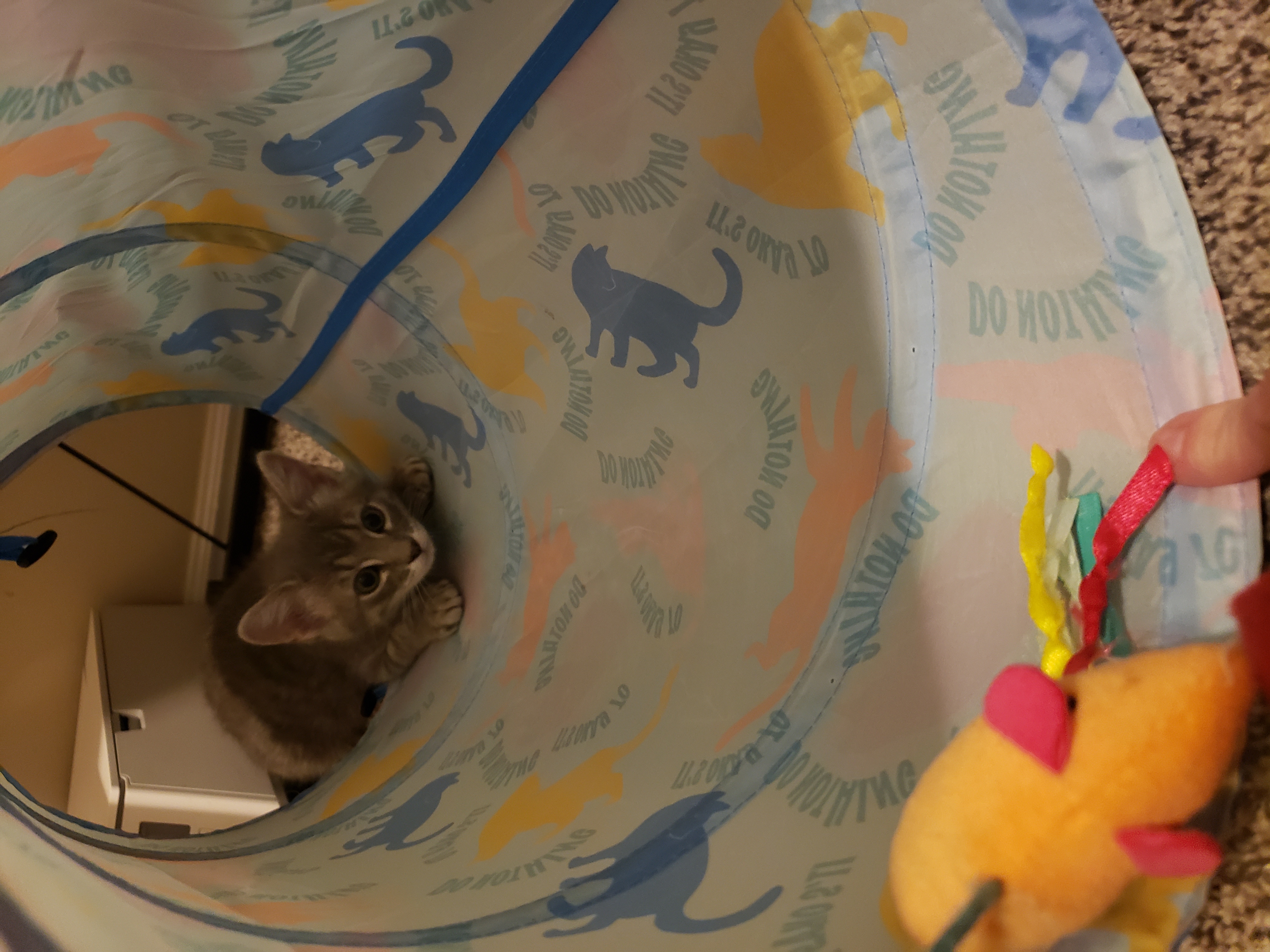 Picture of the Animal Listed