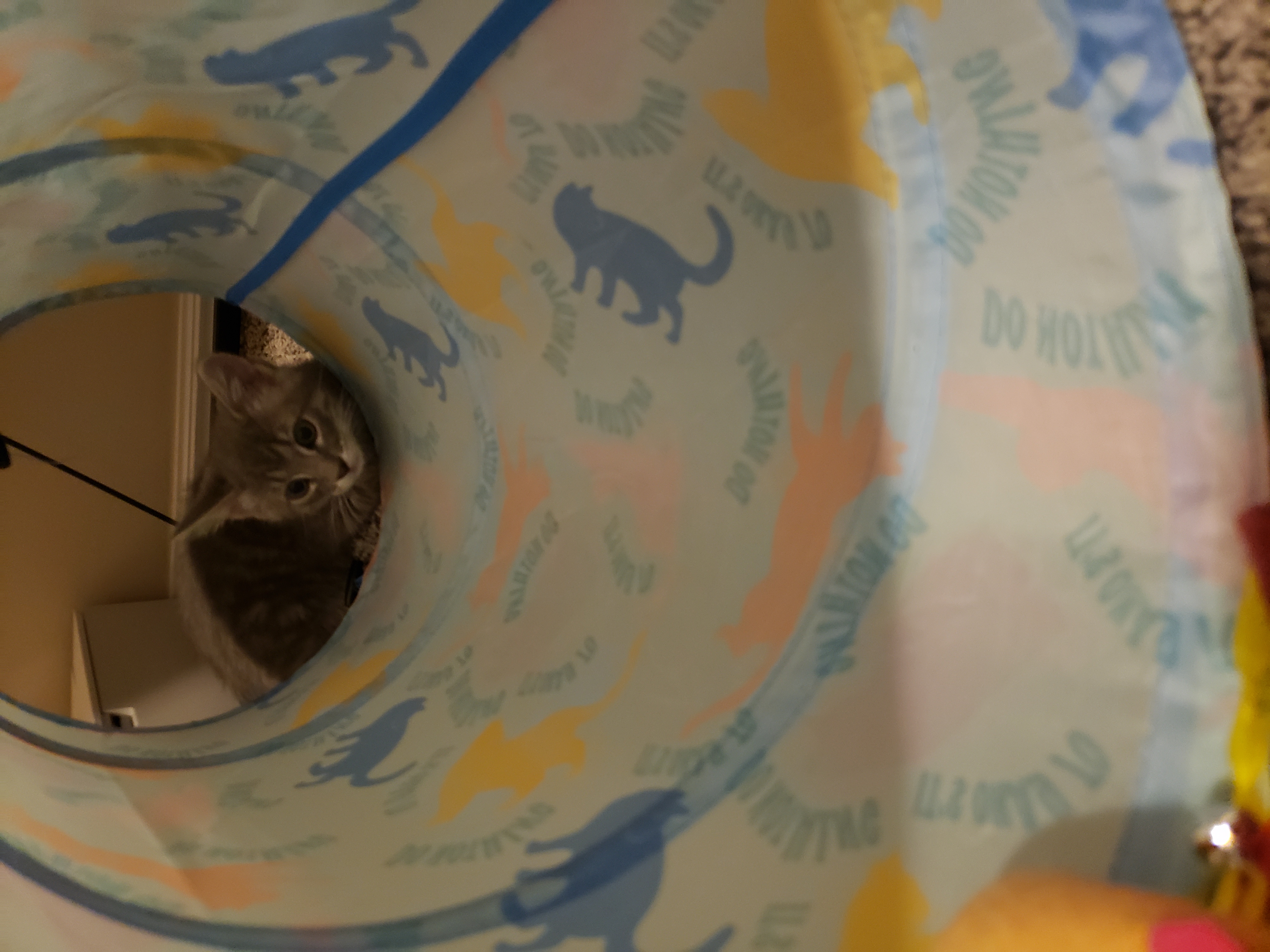 Picture of the Animal Listed