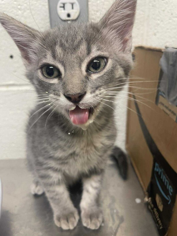 Picture of the Animal Listed