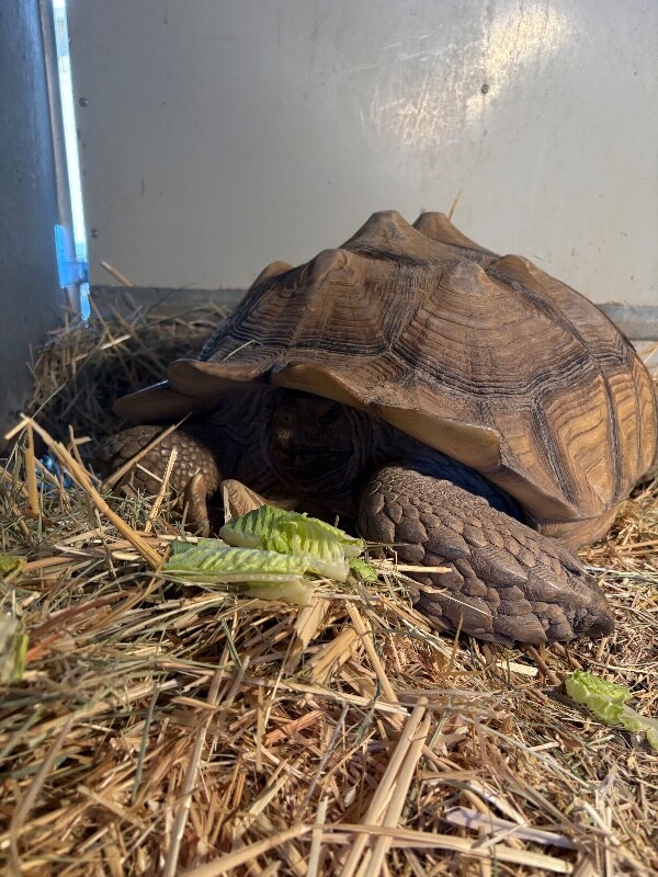 Picture of the Animal Listed