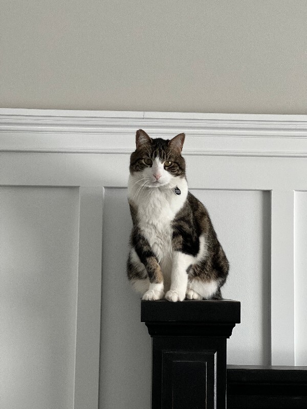 Picture of the Animal Listed