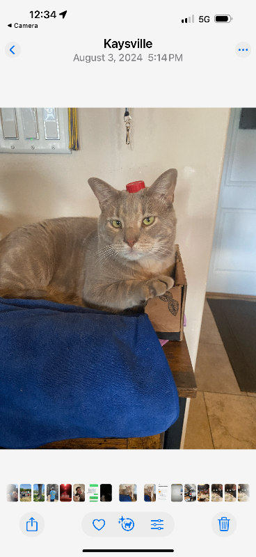 Picture of the Animal Listed