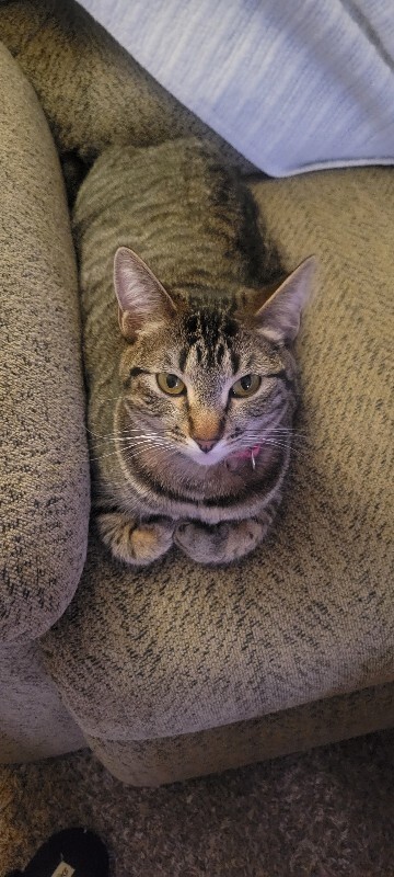 Picture of the Animal Listed