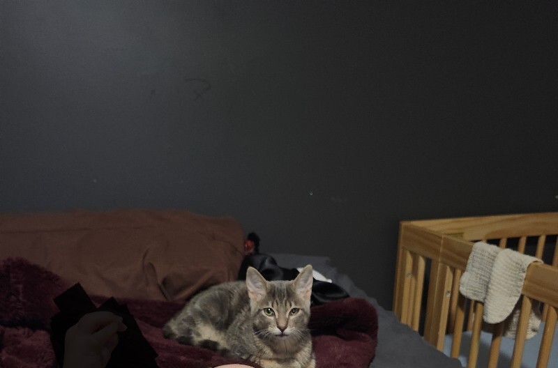 Picture of the Animal Listed