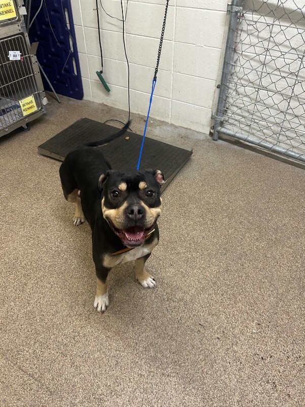 Picture of the Animal Listed