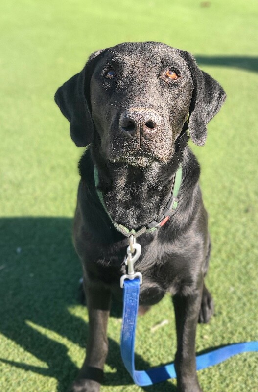 Picture of the Animal Listed