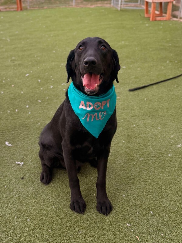 Picture of the Animal Listed