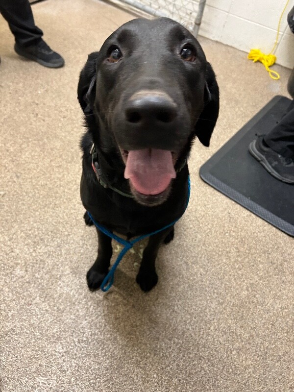 Picture of the Animal Listed