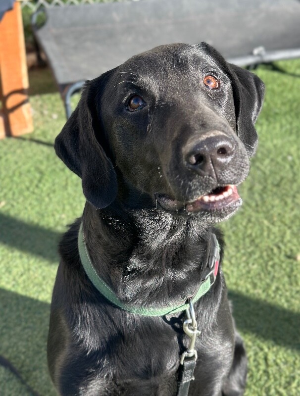 Picture of the Animal Listed