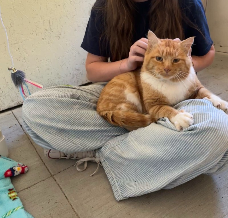 Picture of the Animal Listed