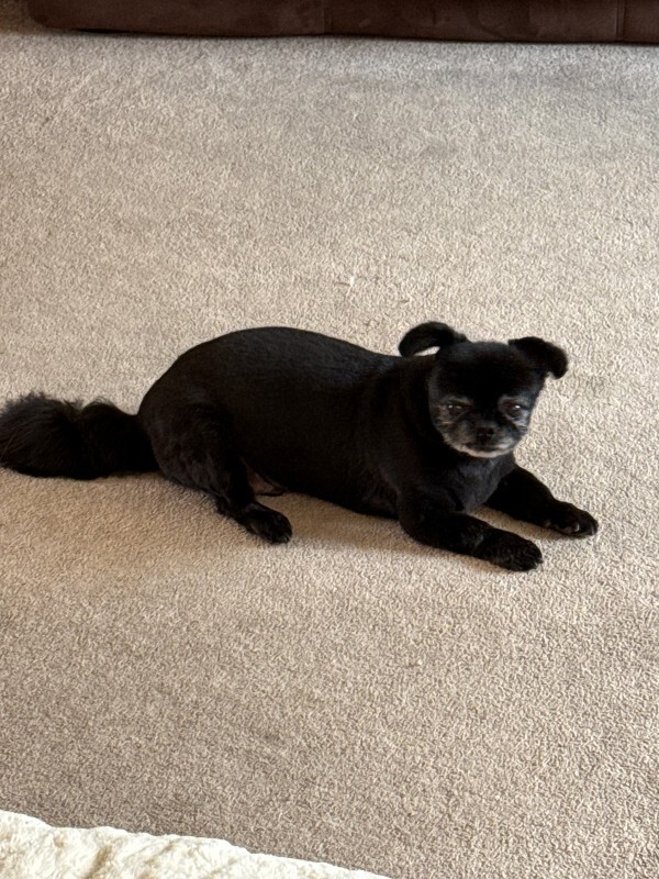 Picture of the Animal Listed