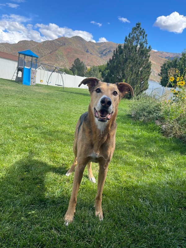 Picture of the Animal Listed