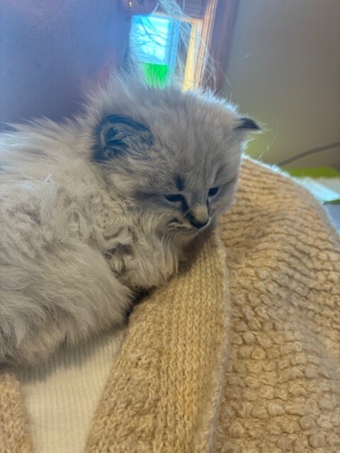 Picture of the Animal Listed