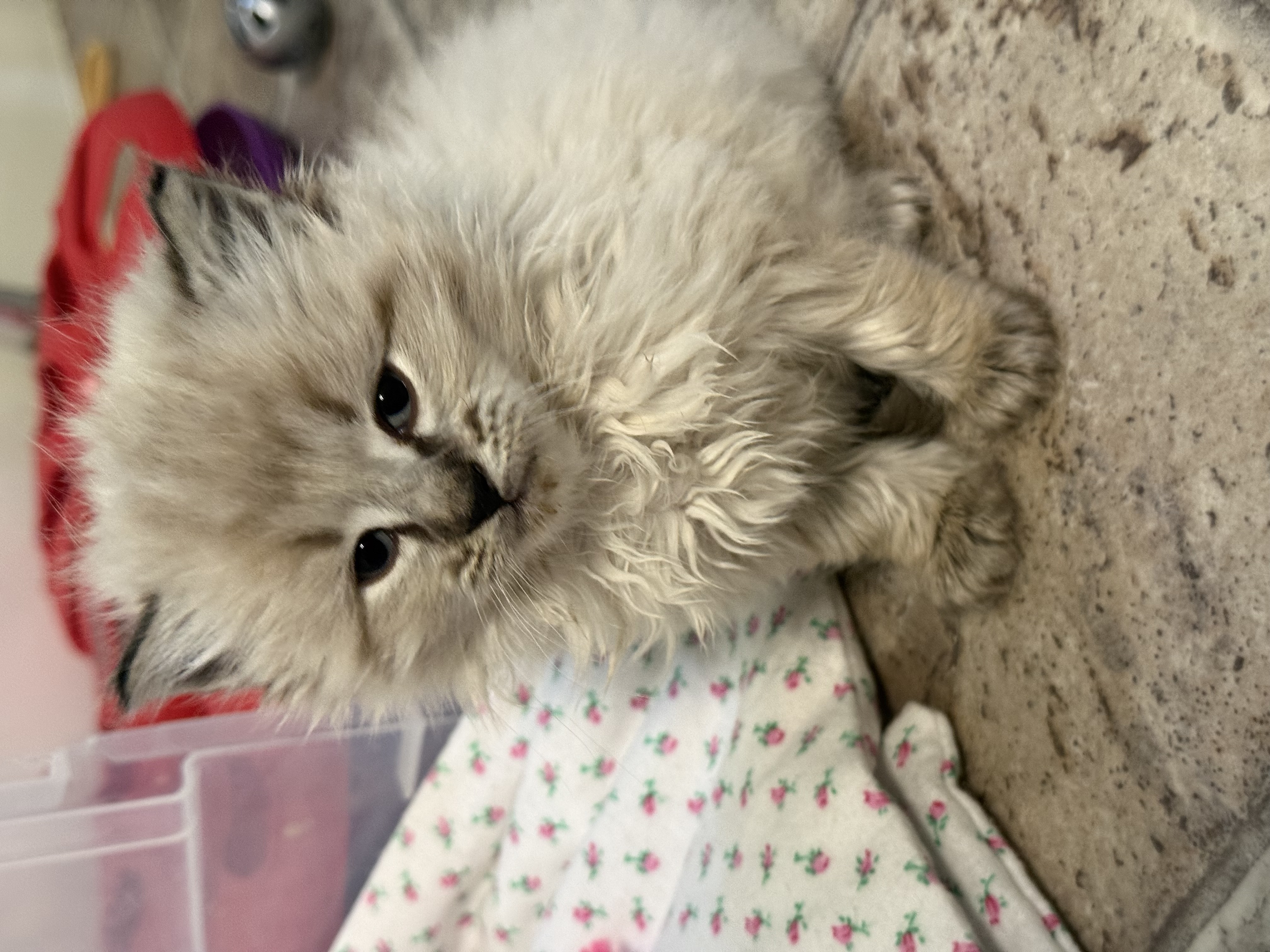 Picture of the Animal Listed