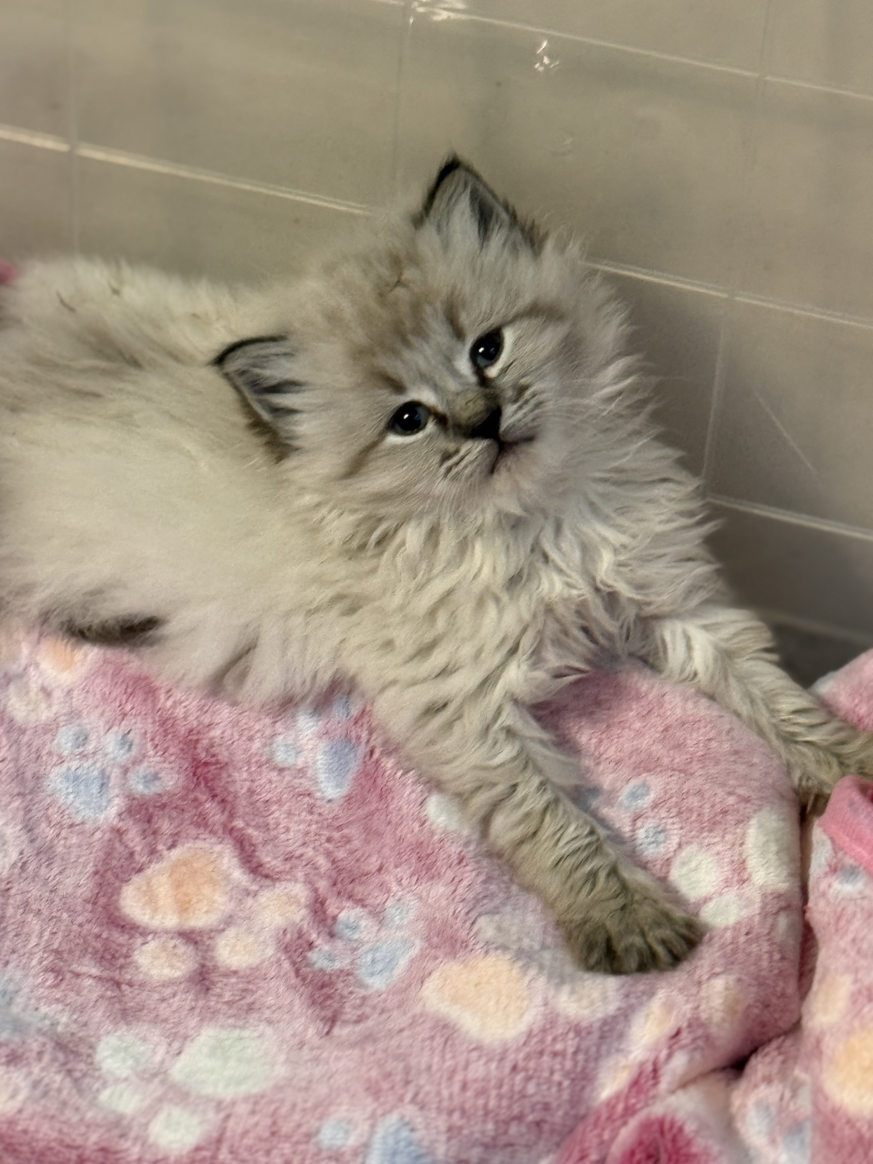 Picture of the Animal Listed