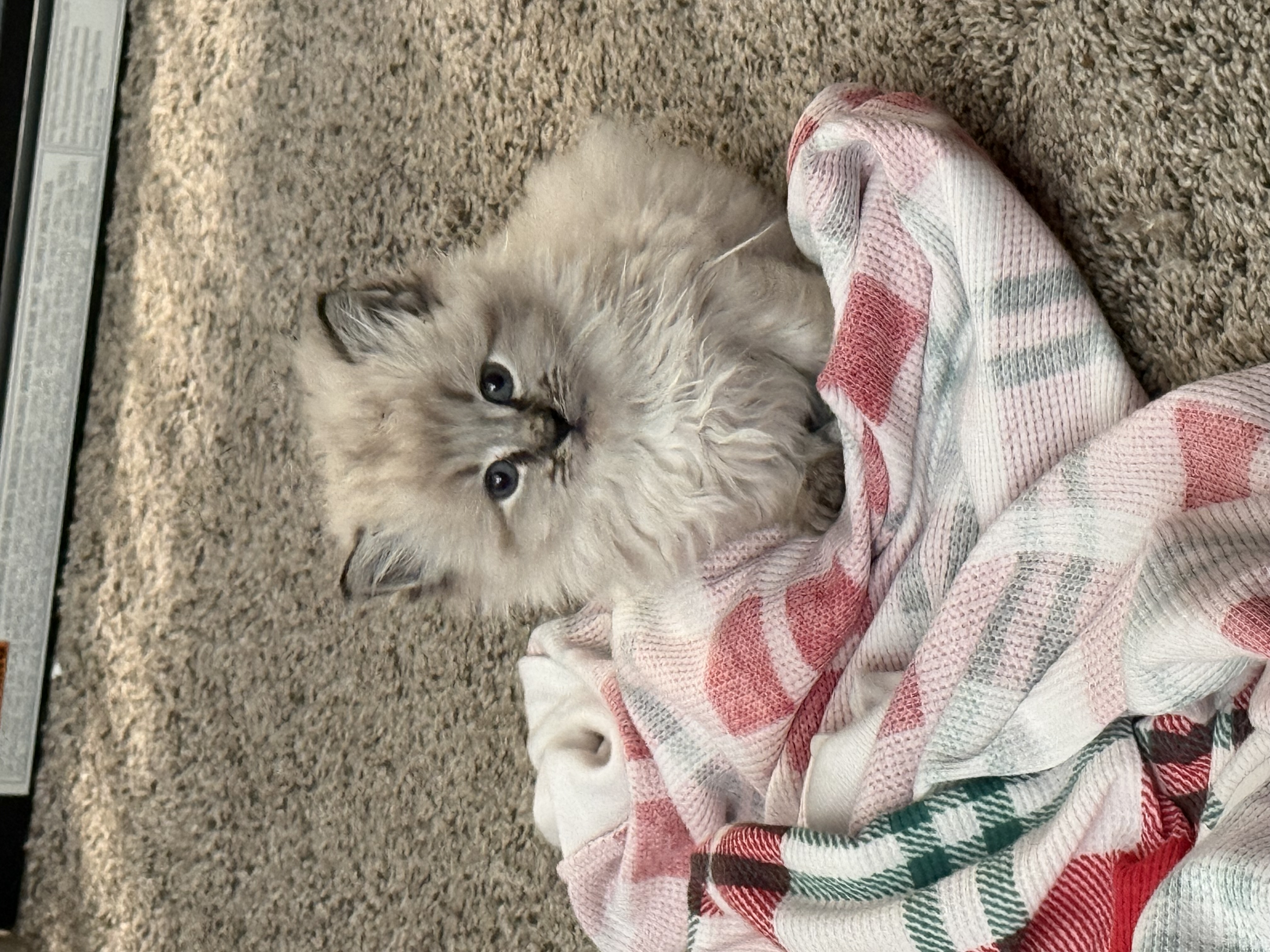 Picture of the Animal Listed